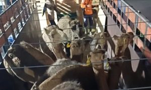 Screenshot_20260408_200152